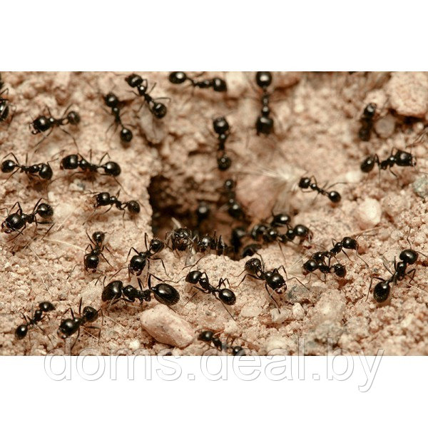 Средство от муравьев Экокиллер, 500мл Ecokiller от муравьев - фото 2 - id-p156401650