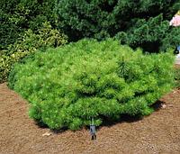 Сосна густоцветковая (Pinus densiflora) "Jane Kluis" С3
