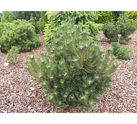 Сосна красная Ватнонг Pinus densiflora Watnong C3