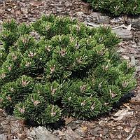 Сосна обыкновенная Компакта (Pinus Sylvestris Compacta) С3