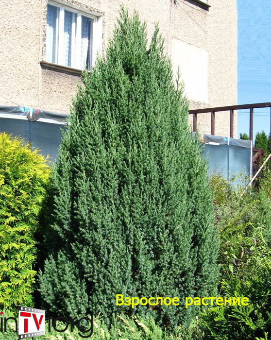 Можжевельник китайский "Stricta" (Juniperus chinensis) С5 - фото 1 - id-p227193788