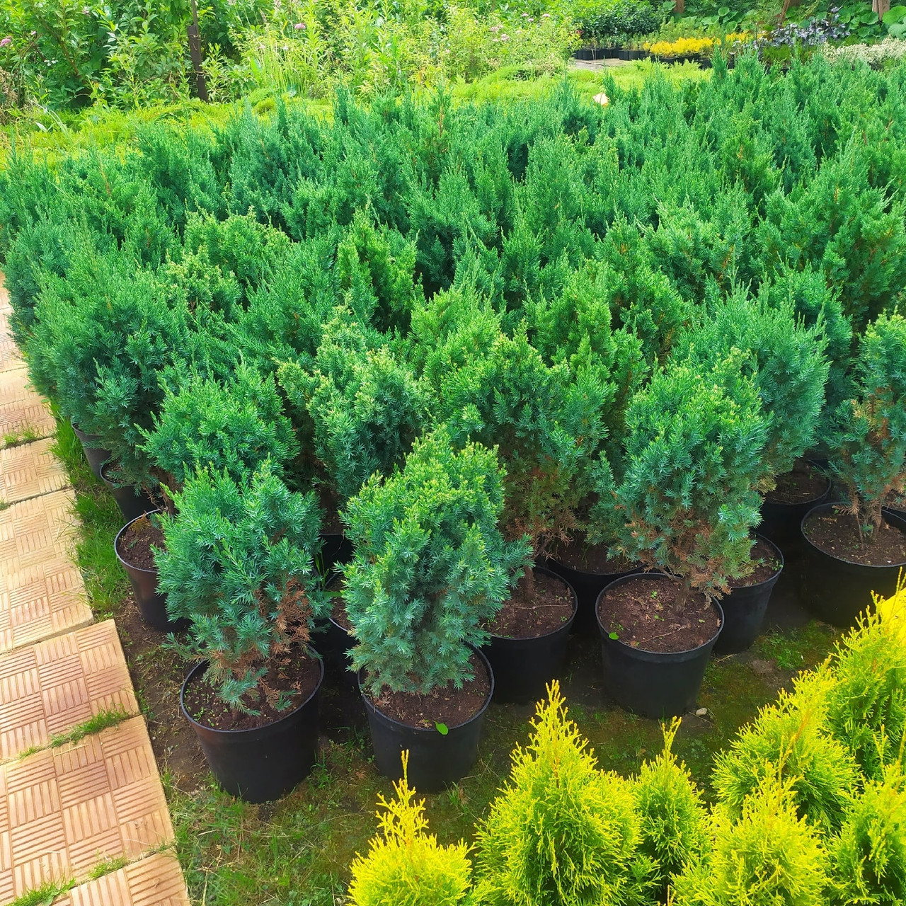 Можжевельник китайский "Stricta" (Juniperus chinensis) С5 - фото 2 - id-p227193788