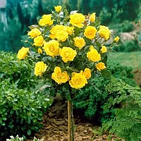 Роза штамбовая Фрезия (Friesia)