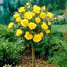 Роза штамбовая Фрезия (Friesia)