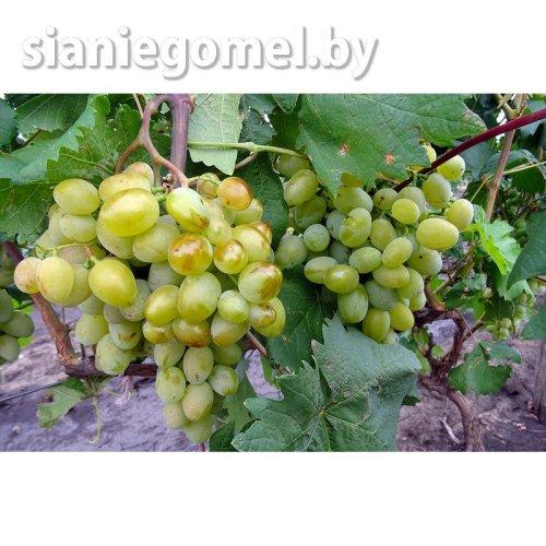 ГАЛАХАД (виноград) - фото 1 - id-p227196806