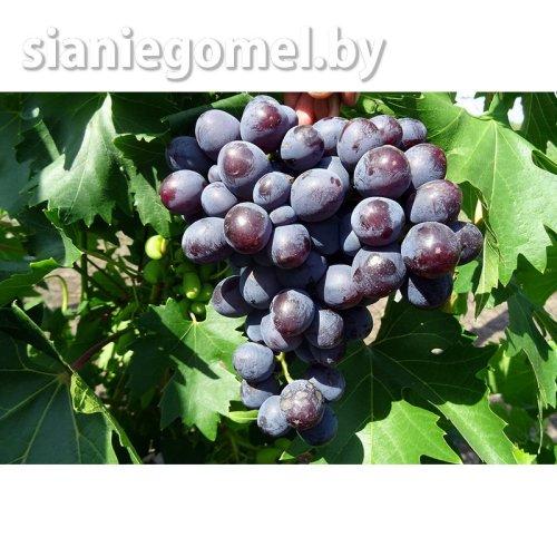 ПОДАРОК НЕСВЕТАЯ (виноград)