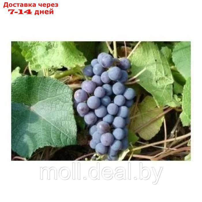 Саженец винограда "Левокумский", 1 шт, Весна 2024 - фото 1 - id-p227075447