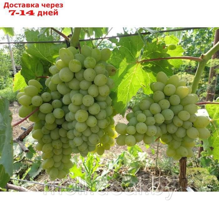 Саженец винограда "Гарольд", 1 шт, Весна 2024 - фото 1 - id-p227075448