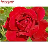 Саженец розы Преферанс Весна 2024, 1 шт.