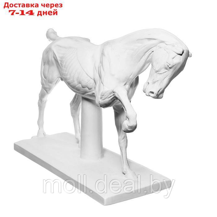 Гипсовая фигура анатомическая: ЛОШАДЬ (конь анатомический), 21 х 59 х 43 см