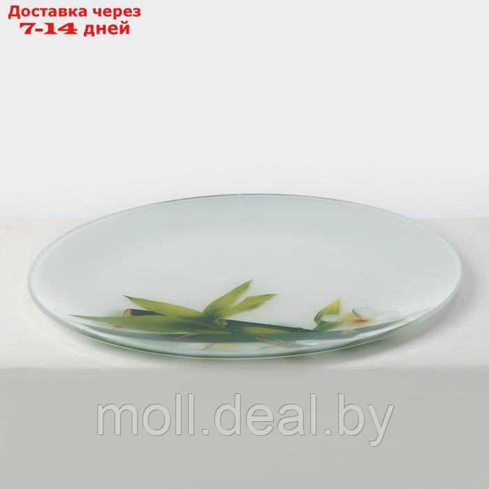 Набор стеклянных тарелок Доляна "Бамбук", 7 предметов - фото 3 - id-p227076612