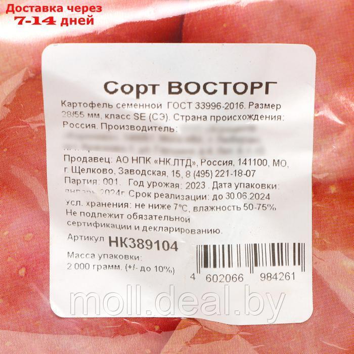 Семенной Картофель "Восторг", среднеспелый, р/р 25/55, 2 кг - фото 3 - id-p227116281