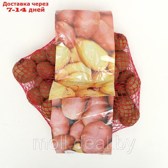 Семенной картофель "Синеглазка" 2 кг Супер Элита, р/р 28/55 - фото 1 - id-p227116286
