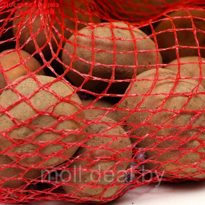 Семенной картофель "Синеглазка" 2 кг Супер Элита, р/р 28/55 - фото 2 - id-p227116286