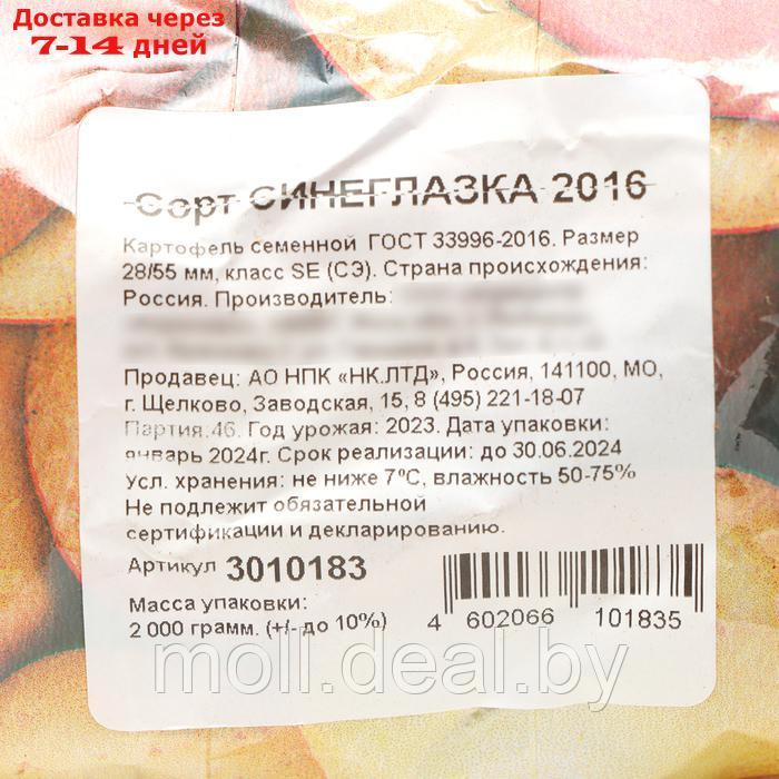 Семенной картофель "Синеглазка" 2 кг Супер Элита, р/р 28/55 - фото 3 - id-p227116286
