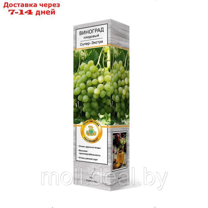 Виноград плодовый "Талисман ", 1 шт, туба, Весна 2023 - фото 1 - id-p227106580