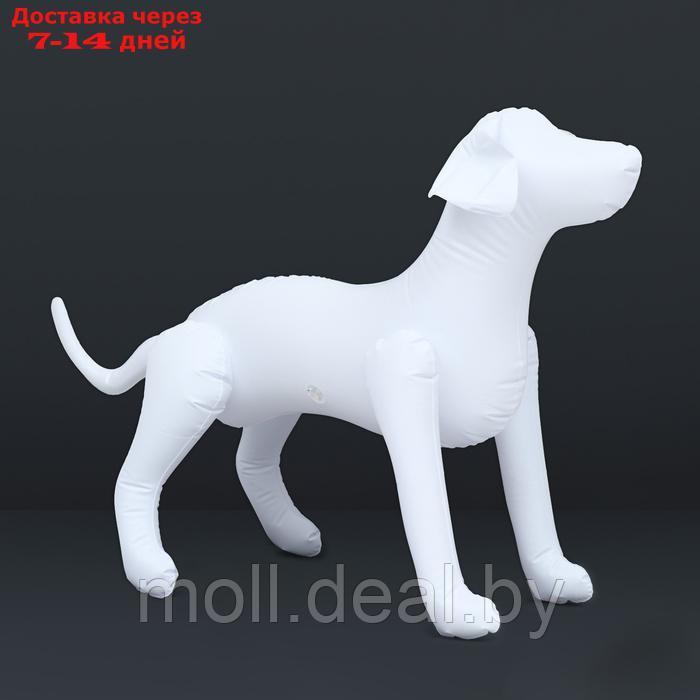 Манекен собаки, надувной, 80 х 56 х 25 см, белый - фото 1 - id-p227090700