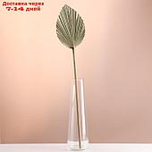 Лист пальмы Вашингтония "Пика" 50-60 (+/- 6 см), 1 шт, цв. натуральный