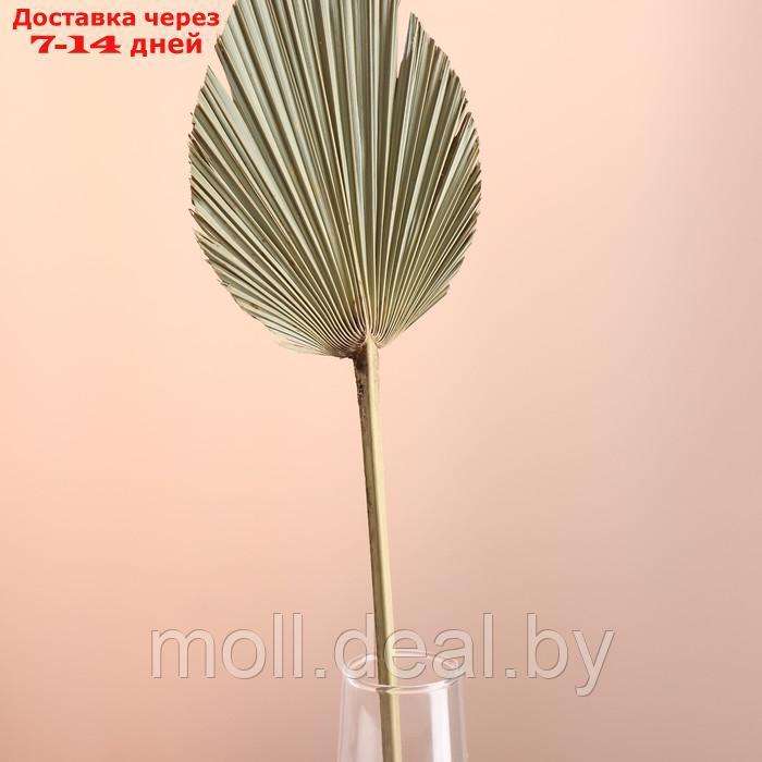 Лист пальмы Вашингтония "Пика" 50-60 (+/- 6 см), 1 шт, цв. натуральный - фото 2 - id-p226888490
