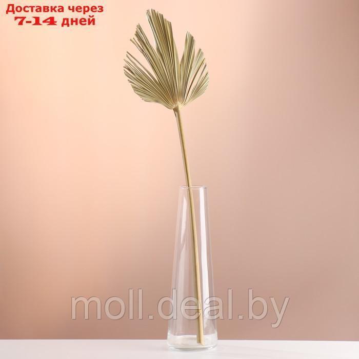 Лист пальмы Вашингтония "Пика" 50-60 (+/- 6 см), 1 шт, цв. натуральный - фото 5 - id-p226888490