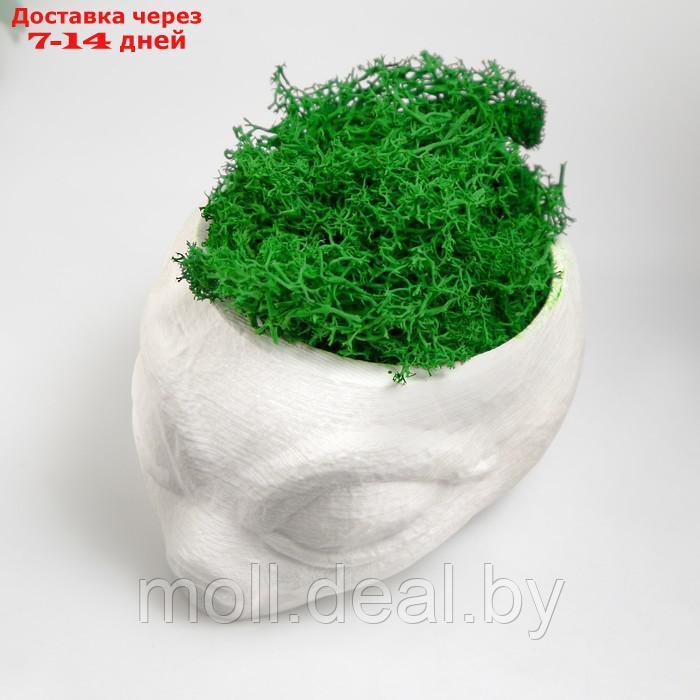 Кашпо бетонное "Пришелец" высота 5 см, диаметр 6 см белый со мхом (мох зелен. стабилизир) - фото 5 - id-p227080781