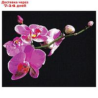 Картина по номерам на черном холсте "Цветы орхидеи", 40 × 50 см