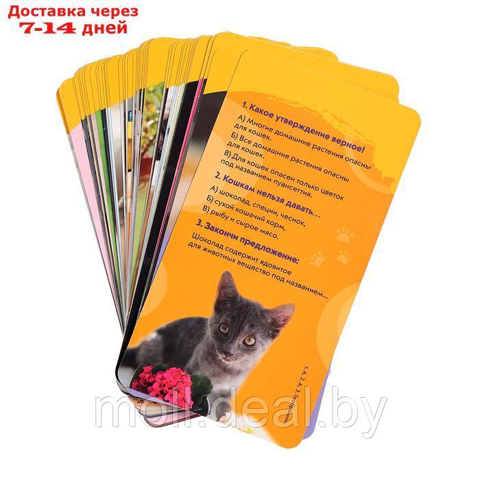 Викторина "Кошки. Суперквиз!", 7+, 48 карточек - фото 2 - id-p227082858
