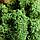 Мох ягель стабилизированный, премиум, "Натуральный зелёный" 1000 гр., фото 3