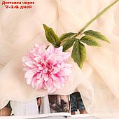 Цветы искусственные "Георгин Пигми" 11х60 см, бело-малиновый