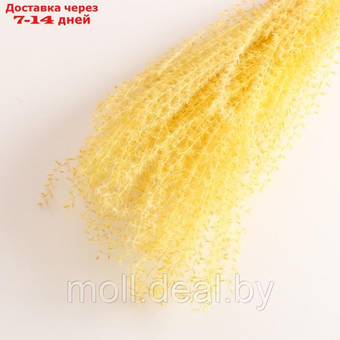 Набор сухоцветов "Мискантус", банч 3-5 шт, длина 60 (+/- 6 см), желтый - фото 3 - id-p227079942