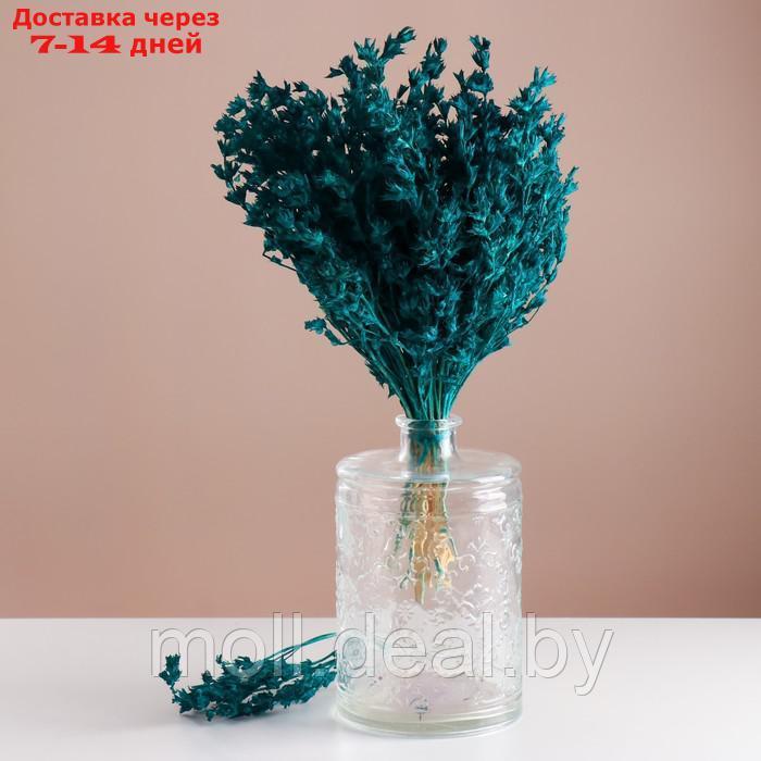 Набор сухоцветов "Шандра", банч длина 40 (+/- 6 см), изумрудный - фото 1 - id-p227079946