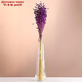 Набор сухоцветов "Лён-долгунец", банч длина 55-60 (+/- 6 см), фиолетовый