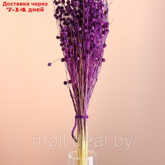 Набор сухоцветов "Лён-долгунец", банч длина 55-60 (+/- 6 см), фиолетовый - фото 2 - id-p227079947