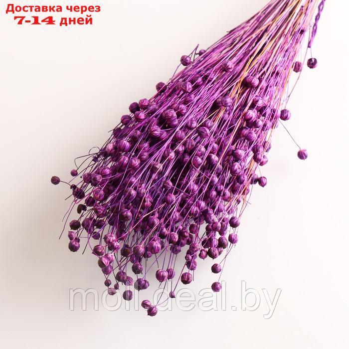 Набор сухоцветов "Лён-долгунец", банч длина 55-60 (+/- 6 см), фиолетовый - фото 3 - id-p227079947