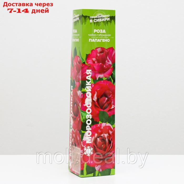 Саженец розы Папагено, Весна 2023, 1 шт. - фото 1 - id-p227109148