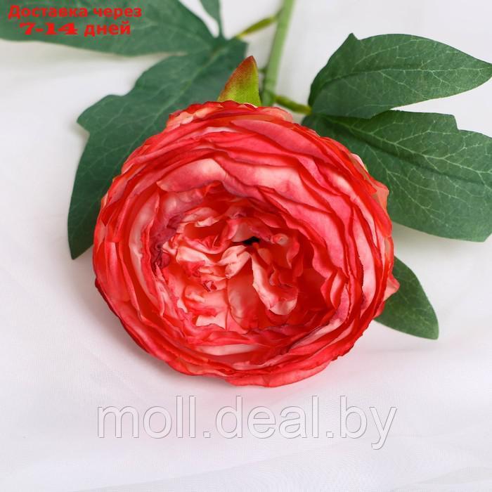 Цветы искусственные "Пион Пижон" d- 8 см 45 см, розово-красный - фото 2 - id-p227091900