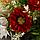 Букет "Хризантема Мюриэль" 28 см, микс, фото 2