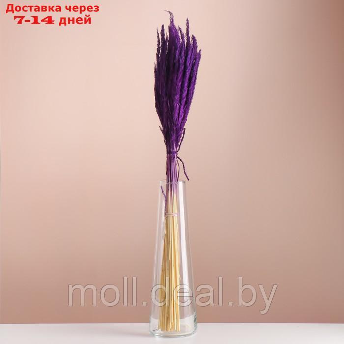 Набор сухоцветов "Вейник", банч длина 65 (+/- 6 см), фиолетовый - фото 1 - id-p227080061