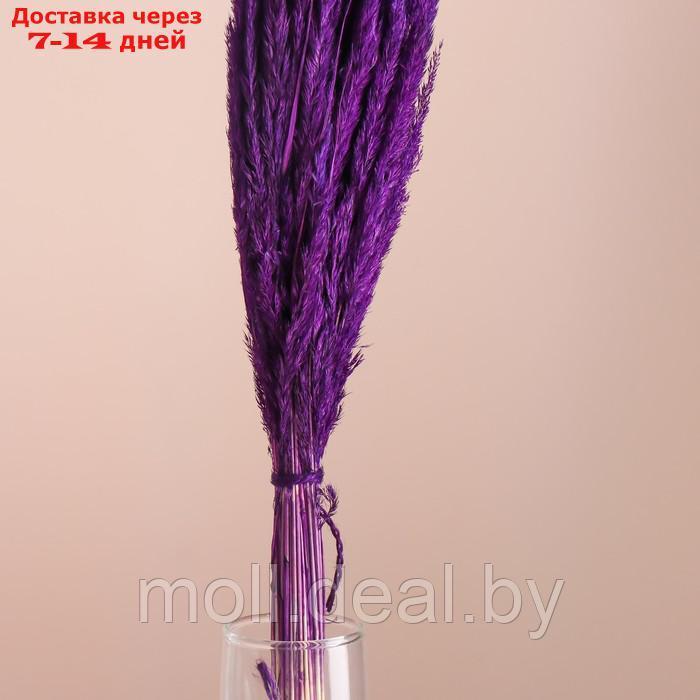 Набор сухоцветов "Вейник", банч длина 65 (+/- 6 см), фиолетовый - фото 2 - id-p227080061