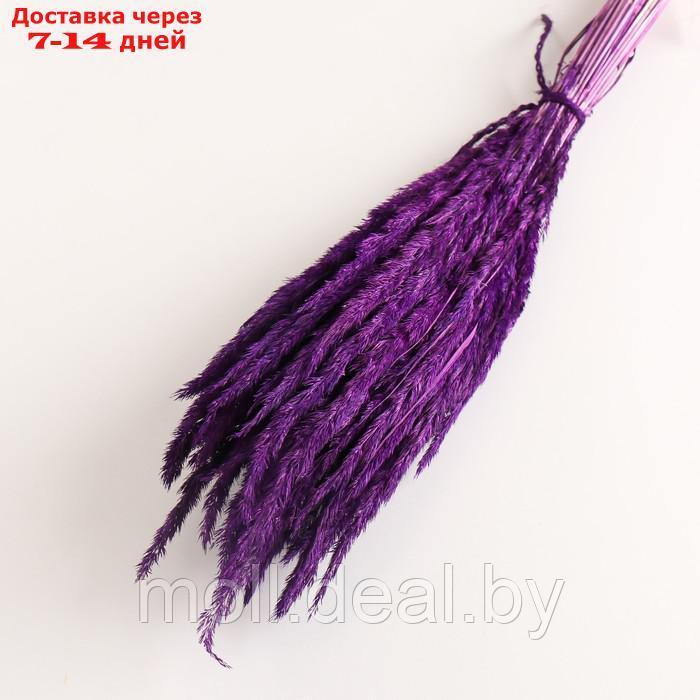 Набор сухоцветов "Вейник", банч длина 65 (+/- 6 см), фиолетовый - фото 3 - id-p227080061