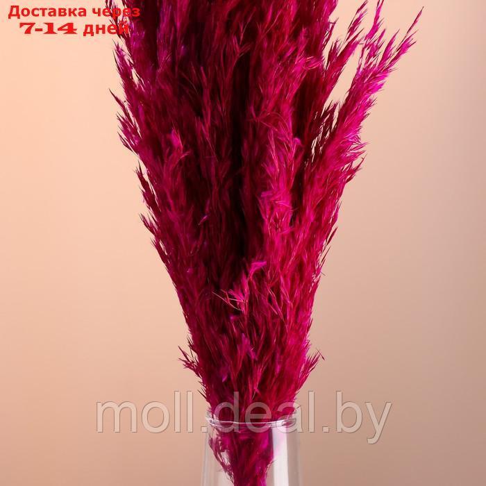 Набор сухоцветов "Камыш", банч длина 65 (+/- 6 см), фуксия - фото 2 - id-p227080062