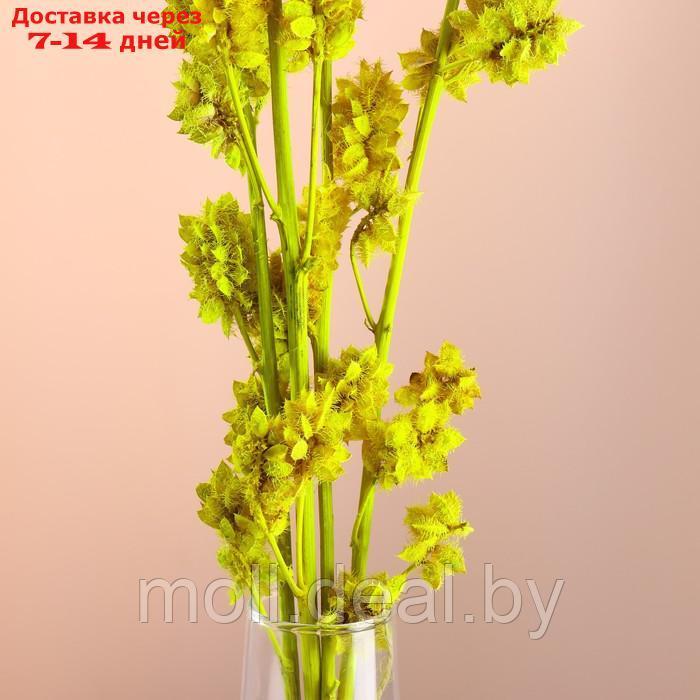 Набор сухоцветов "Солодка", банч 3 шт, длина 50 (+/- 6 см), ярко-желтый - фото 2 - id-p227080063