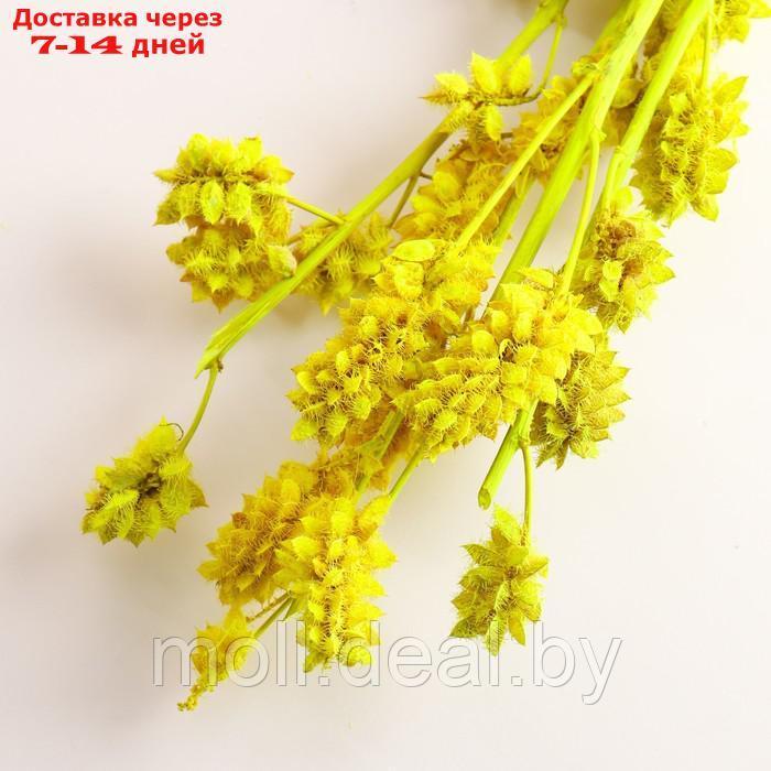 Набор сухоцветов "Солодка", банч 3 шт, длина 50 (+/- 6 см), ярко-желтый - фото 3 - id-p227080063