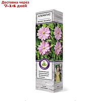 Клематис крупноцветковый "Виолет Элизабет ", 1 шт, туба, Весна 2023