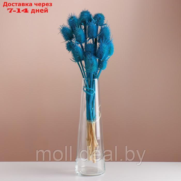 Набор сухоцветов "Ворсянка", банч 7-8 шт, длина 50 (+/- 6 см), ярко-синий - фото 1 - id-p227080066