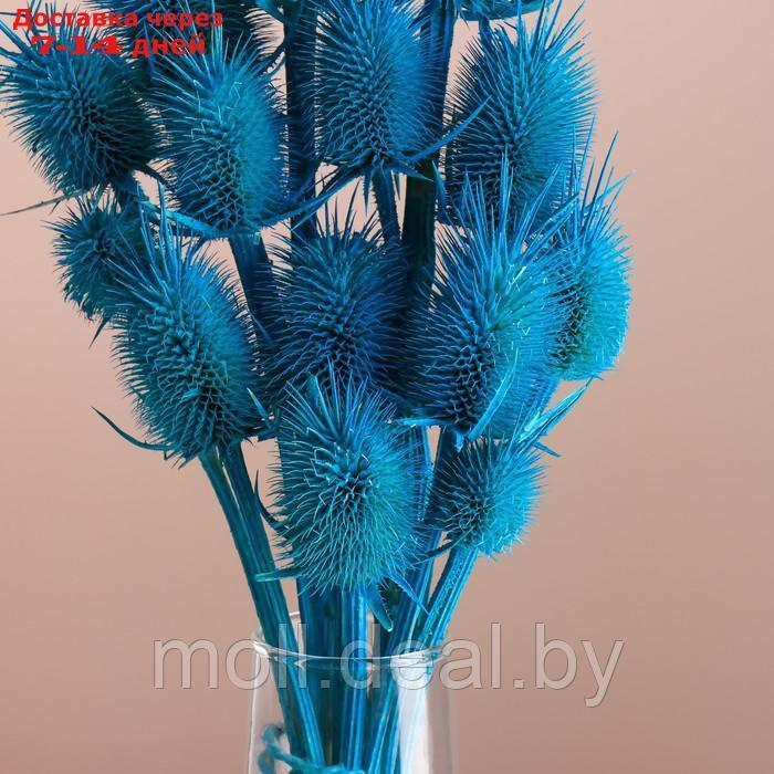 Набор сухоцветов "Ворсянка", банч 7-8 шт, длина 50 (+/- 6 см), ярко-синий - фото 2 - id-p227080066