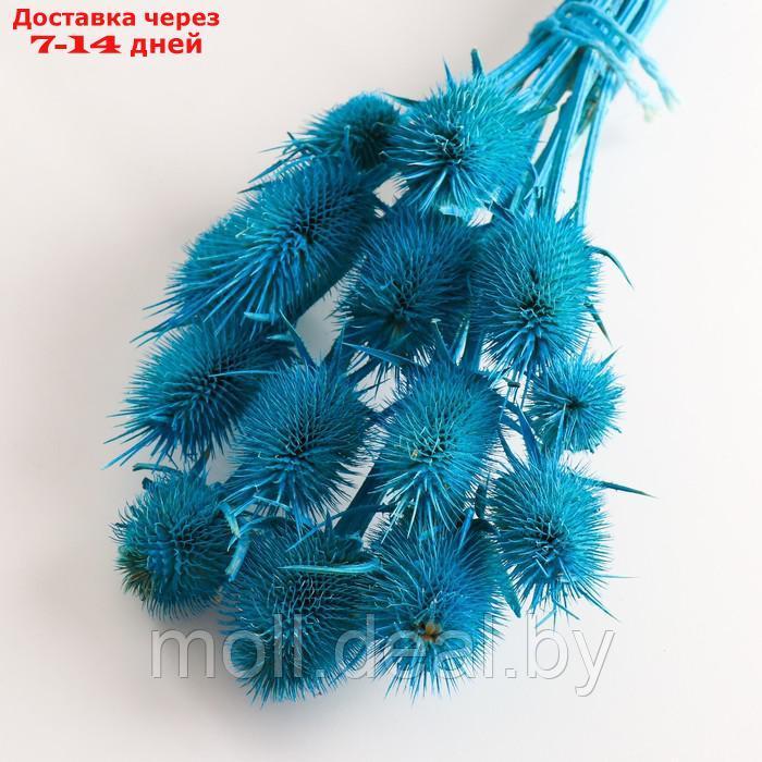 Набор сухоцветов "Ворсянка", банч 7-8 шт, длина 50 (+/- 6 см), ярко-синий - фото 3 - id-p227080066