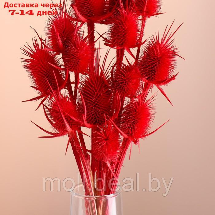 Набор сухоцветов "Ворсянка", банч 7-8 шт, длина 50 (+/- 6 см), красный - фото 2 - id-p227080068