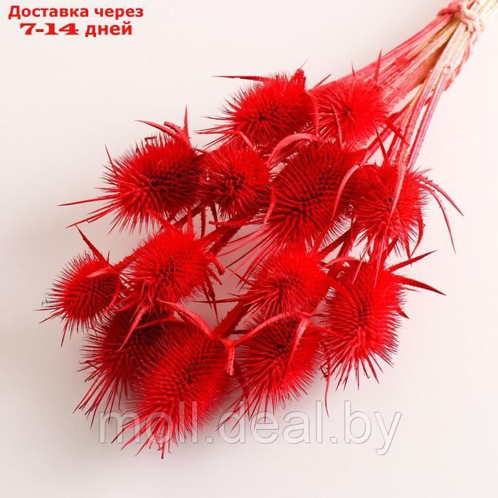 Набор сухоцветов "Ворсянка", банч 7-8 шт, длина 50 (+/- 6 см), красный - фото 3 - id-p227080068