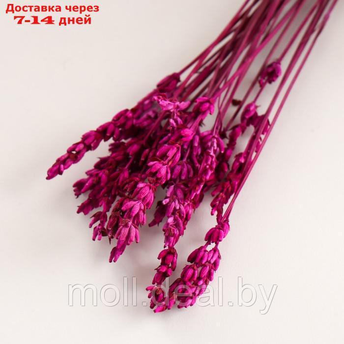 Набор сухоцветов "Лаванда" банч длина 30 (+/- 6 см), розовый - фото 3 - id-p227080069